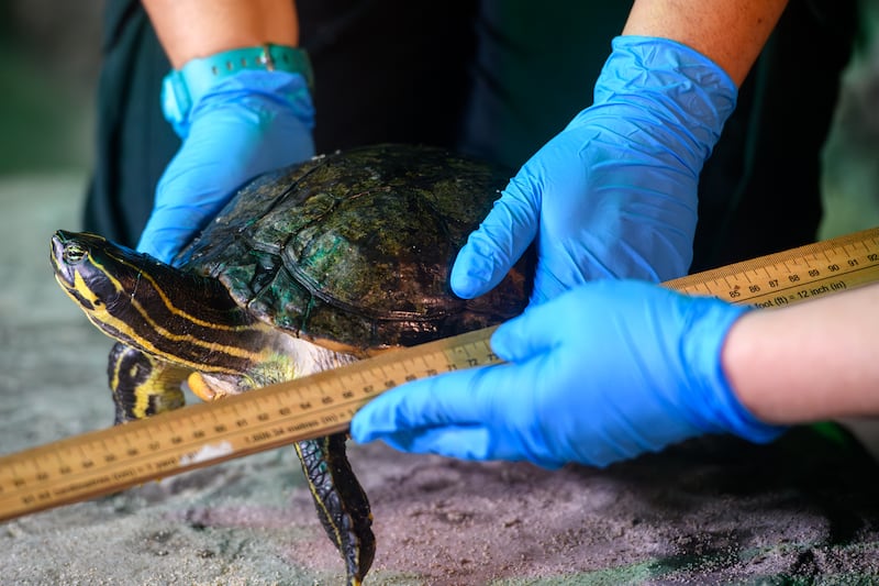 The heaviest creature to be weighed was Molokai, Birmingham’s resident Green Sea turtle, weighing more than 170 kilograms