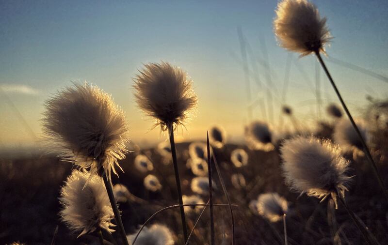 Bog cotton on Black Mountain. PIcture by Mal McCann