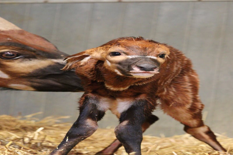 First-time mum Othaya gave birth to the male eastern mountain bongo calf