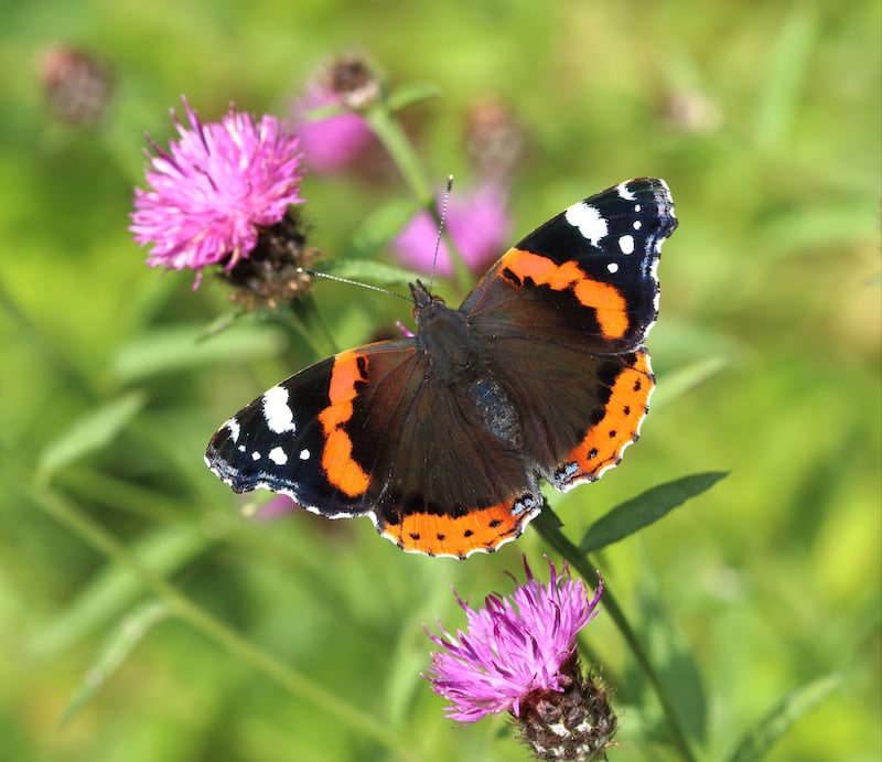 Last year's count showed the number of Red Admirals almost doubled in Northern Ireland. It can now be found in the UK all year round as a result of climate change creating warmer habitats. (Mark Searle, Butterfly Conservation)