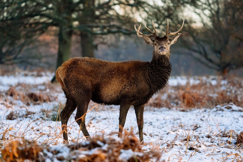 A red deer in Richmond Park, London