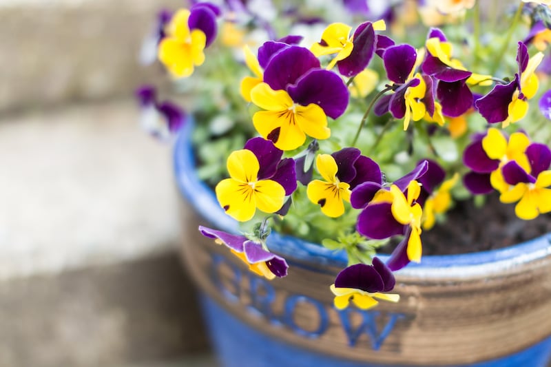 Violas in a pot