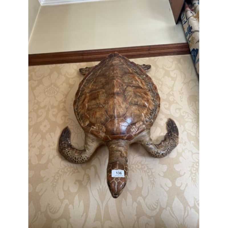 Three 19th century stuffed turtles under the hammer (Victor Mee Auctions)