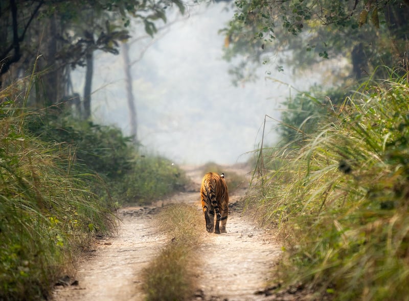 A Bengal tiger walking on a dirt road in the Chitwan National Park in Nepal