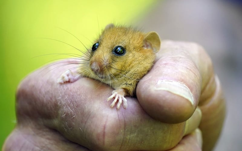 Hazel dormouse