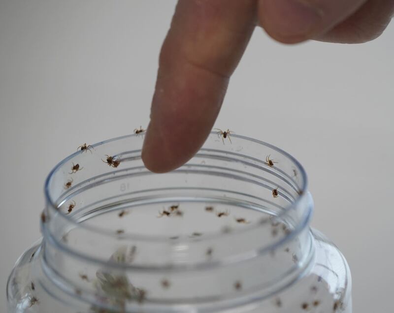 Galway University spider venom research