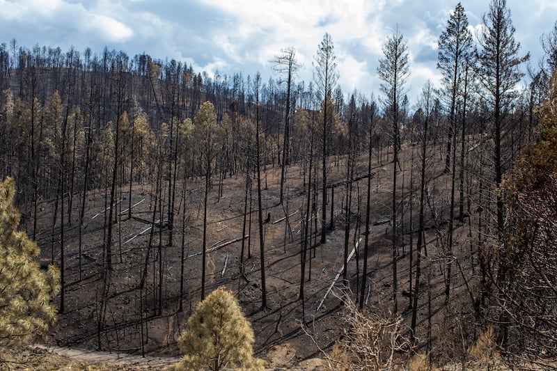 Charred trees in the wake of the South Fork Fire in New Mexico (Andres Leighton/AP)