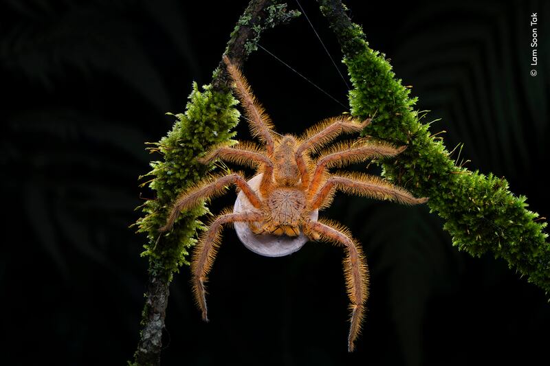 Lam Soon Tak spots a vibrantly coloured David Bowie spider carrying an egg sac. (Lam Soon Tak/Wildlife Photographer of the Year).