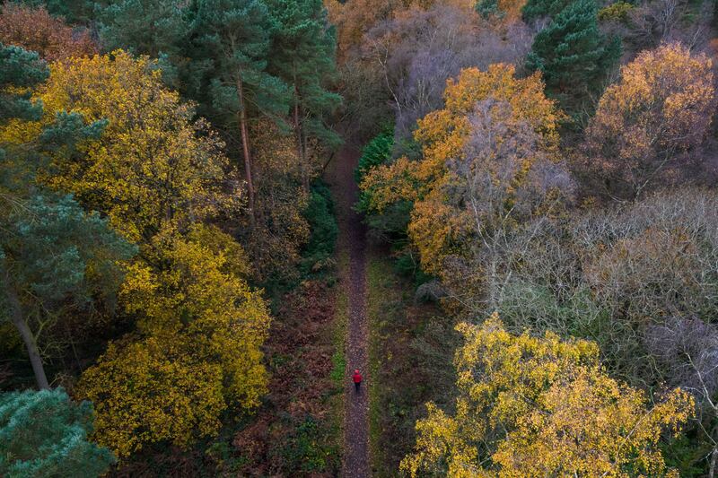 Cannock Chase Forest