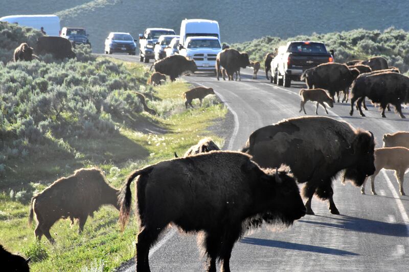 Bison cross a road in Yellowstone National Park (Matthew Brown/AP)