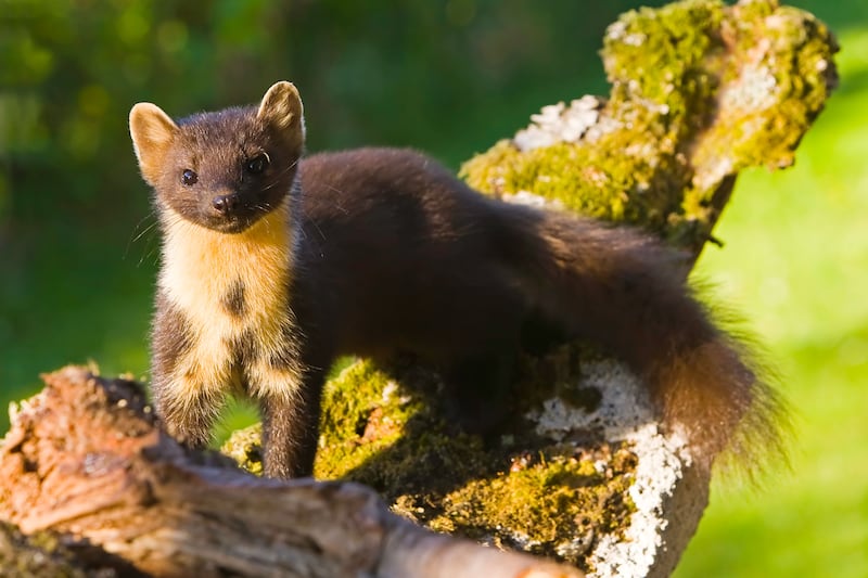 Pine martens are a key part of woodland ecosystems