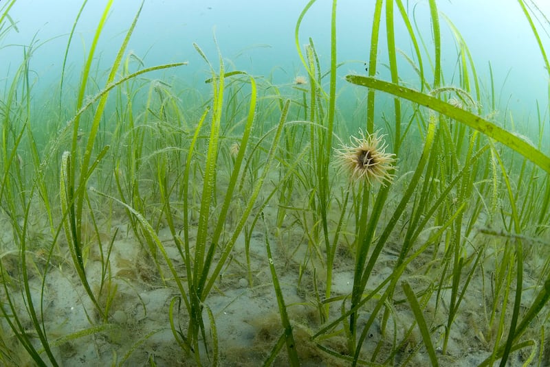 Marine habitats such as seagrass also capture carbon