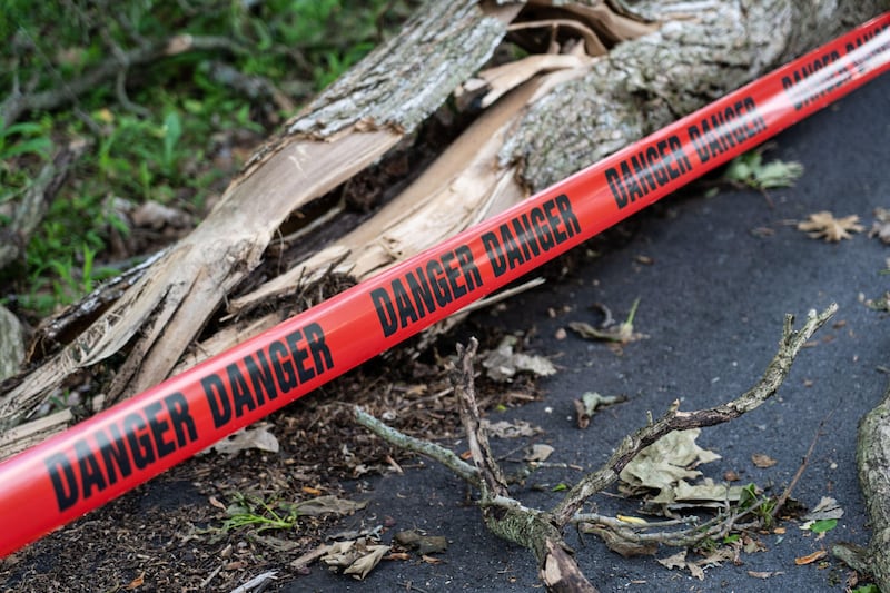 Look out for any hanging or fallen trees