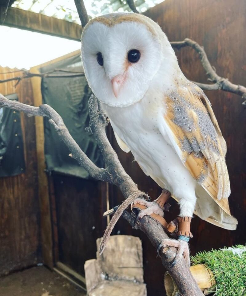 The barn owl Shiraz