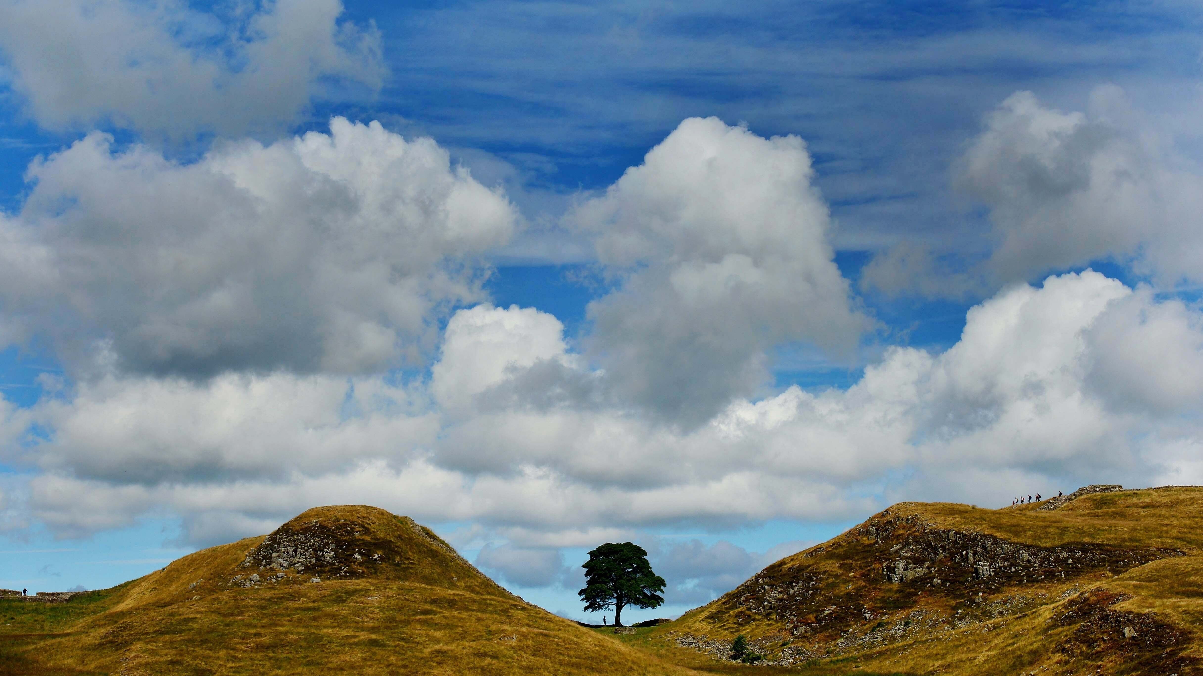 The tree, which stood next to Hadrian’s Wall in Northumberland for 200 years, was chopped down in September last year