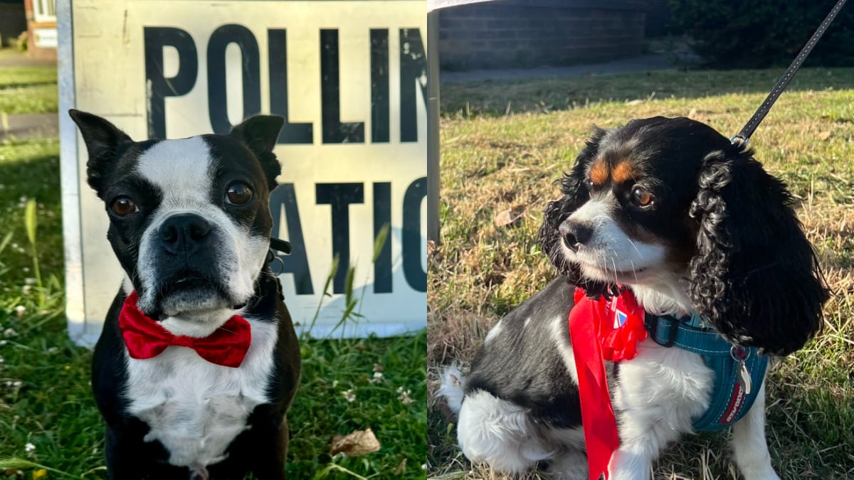 (from left to right) Heston and Reggie are some of the dogs present at polling stations on election day
