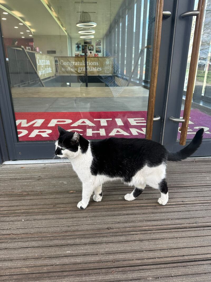 Pebbles the cat is also known as Campus Cat.