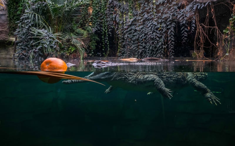 A crocodile at Chester Zoo