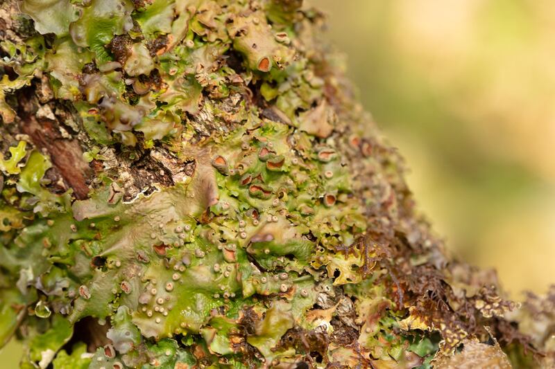 Among the weird and wonderful wildlife in rainforests is a lichen which looks like dragon skin