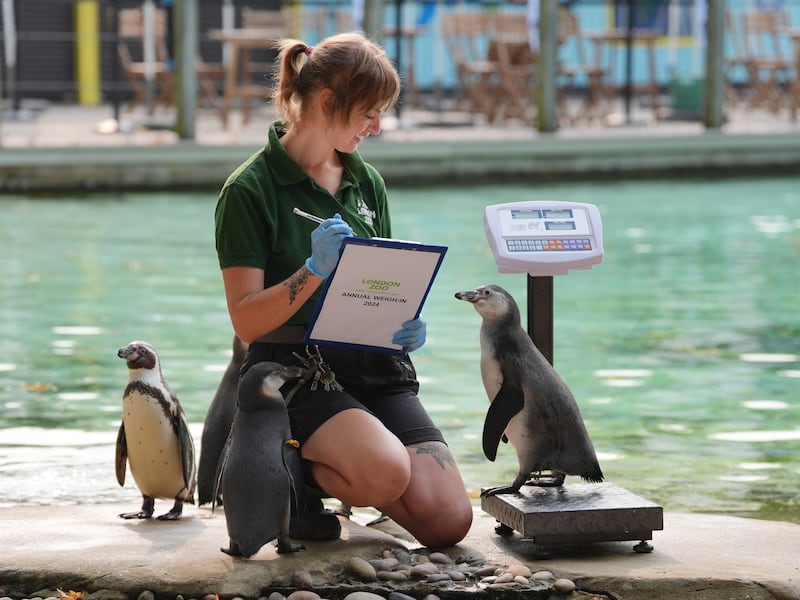 Keeper Jess Ray weighs Humboldt penguins during the annual weigh-in at ZSL London Zoo