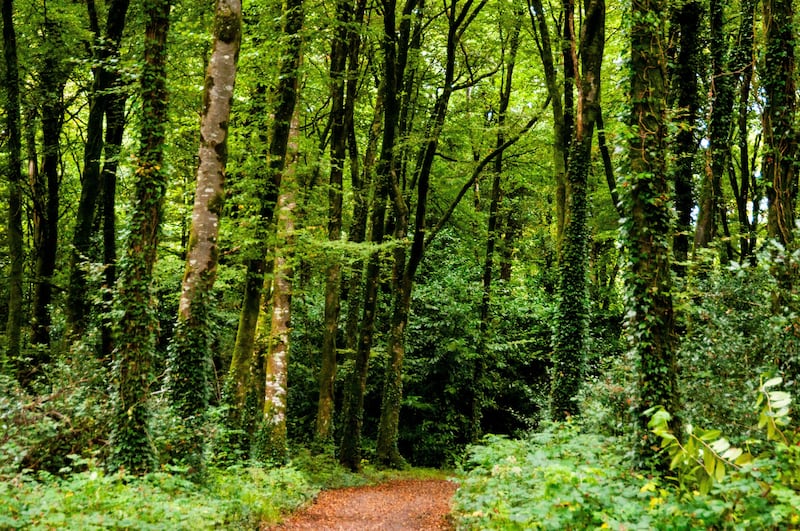 Deerpark woodlands in County Cavan, Virginia, Ireland (Alamy/) PA