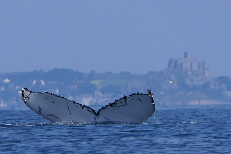 Rupert Kirkwood, 62, from Holsworthy in Devon, filmed the moment he was circled by a Minke whale for 20 minutes.