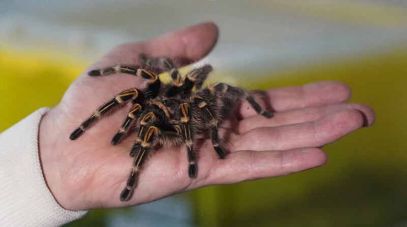 A chaco tarantula 