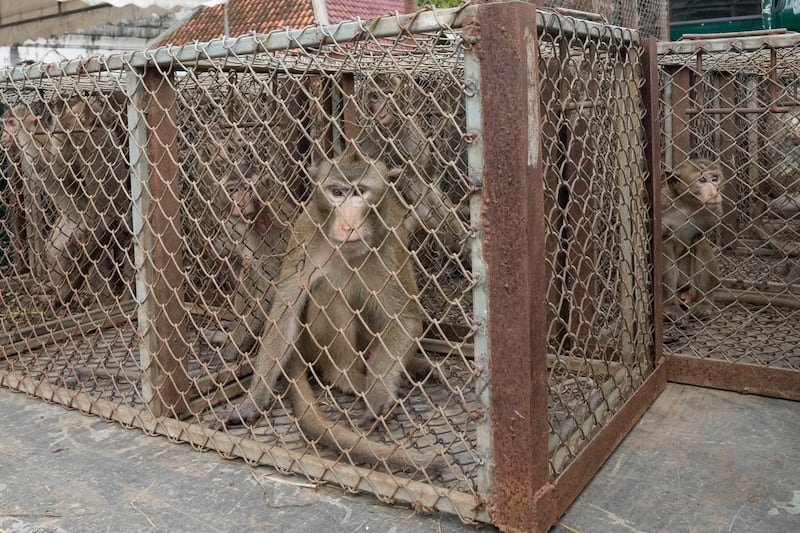 The town has become famous for its monkeys, but the ever-growing population is causing problems (AP)