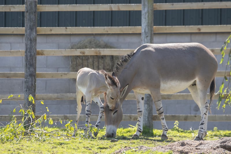 First time parents Lahra, four and Hansi, five, have given birth to a foal which is said to help the species boost its population (Knowsley Safari)