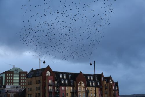 Welcome return of the ‘heavenly riffraff’ of starlings and their ‘shifting bird-cloud’ to the skies above the Lagan