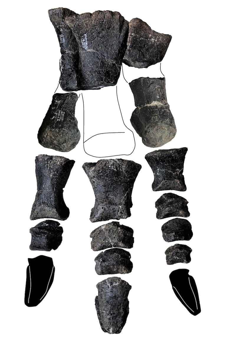 The foot bones of Comptonatus chasei (University of Portsmouth)