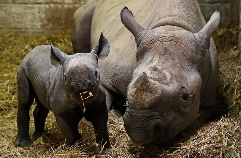 An adorable black rhino has been born at a Kent animal reserve – The ...