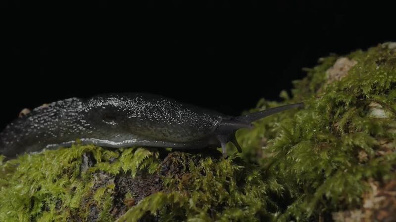 Ash black slugs can grow to 25cm long