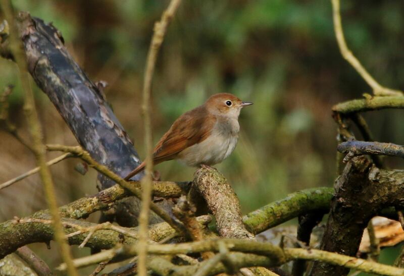 Nightingales are one the rare species that benefit from wood pasture habitat