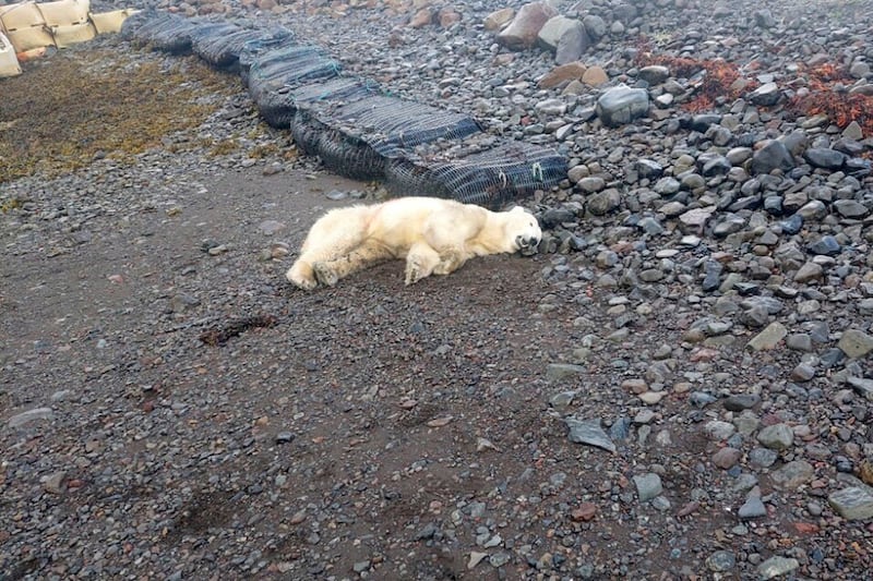 A polar bear that was shot by police in Iceland after being considered a threat to people nearby in Westfjords, Iceland (Ingvar Jakobsson/AP)