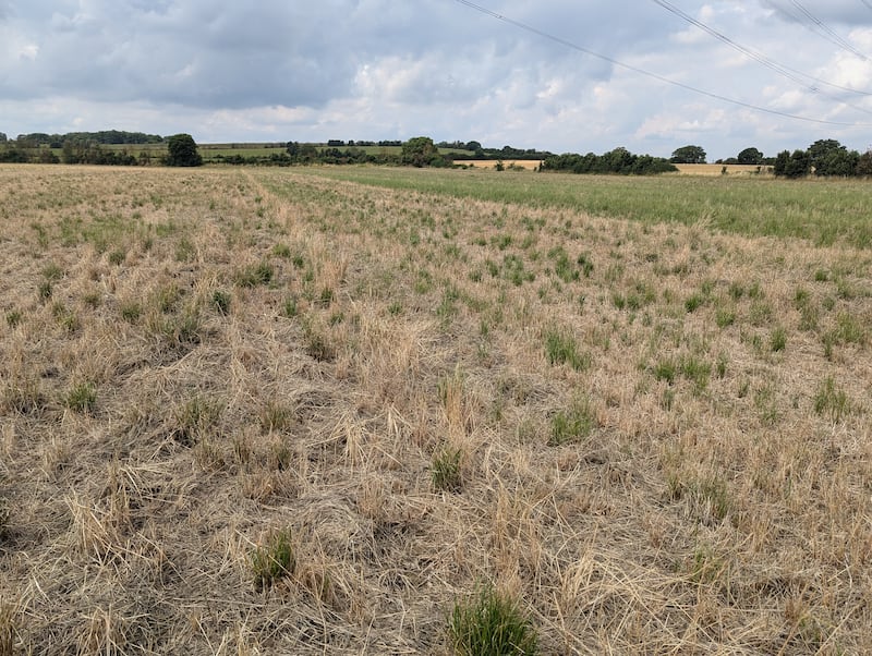 Glyphosate is used to clear vegetation on fields before planting crops. (John Cussans)