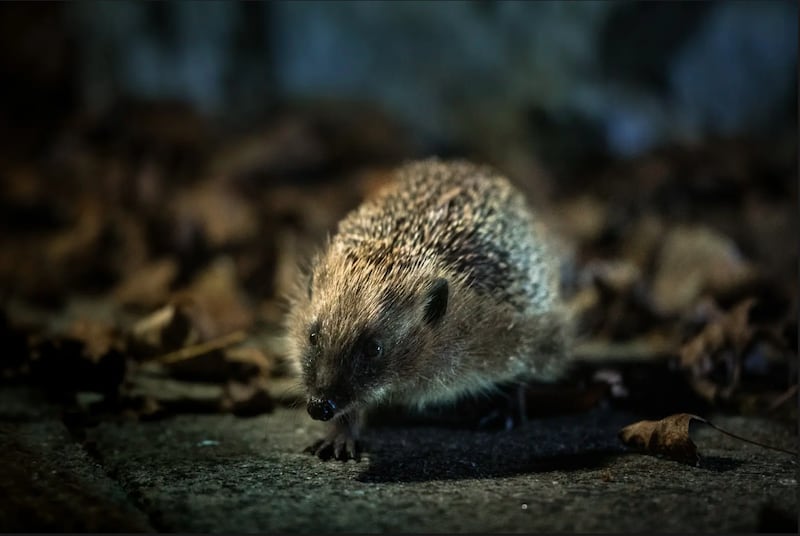 Wildlife charities have released a national hedgehog conservation strategy. (PTES & BHPS/Christopher Morgan)