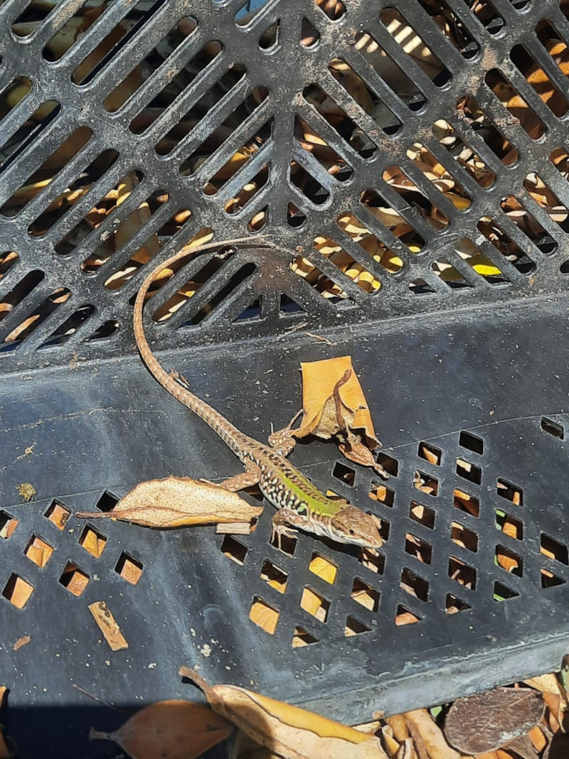 Italian wall lizard found in a plant nursery in The Netherlands. (Felix Verschoor Ravon)