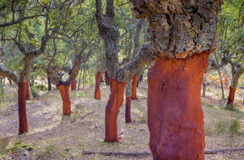 The cork oak can regenerate its outer layer of bark