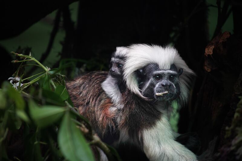 Marwell Zoo has asked the public to vote on which Addams Family-themed name they like the best for the tiny tamarin