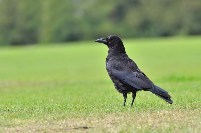 A stock image of a crow