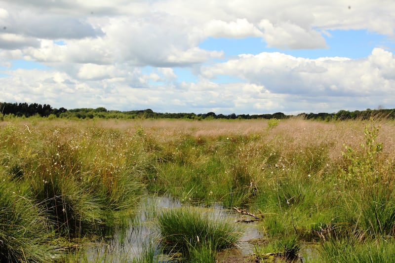 Lowland peat restoration at Bettisfield Moss