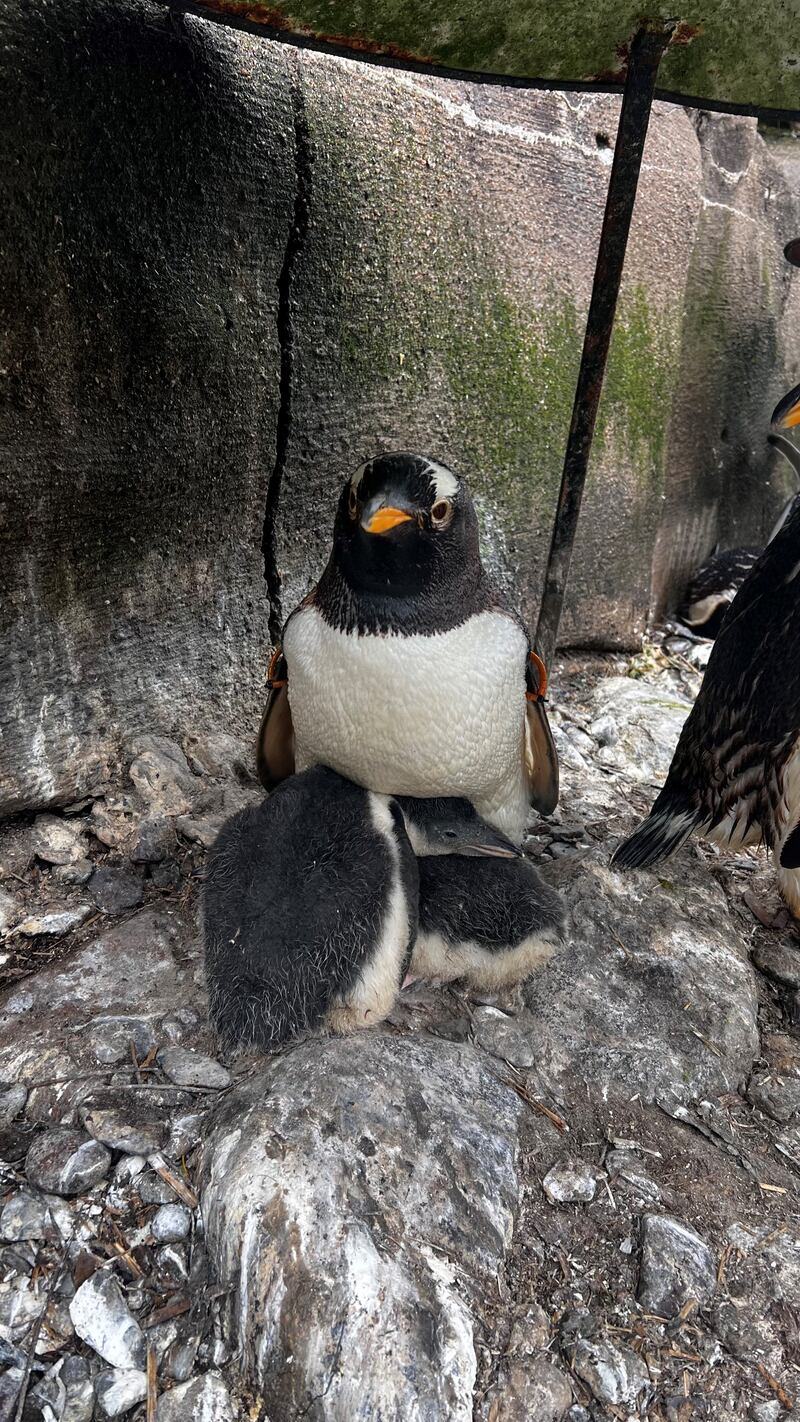 Belfast zoo has welcomed three new additions PIC  RUAIRI ZOOKEEPER