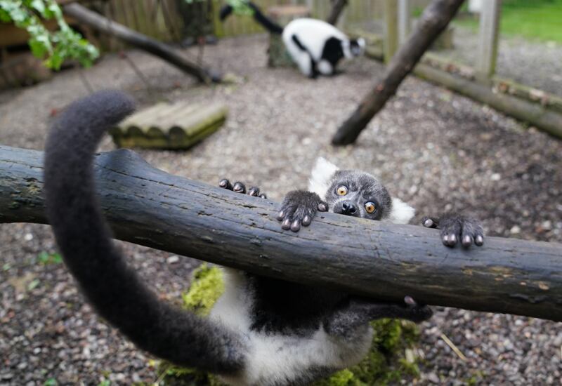 The black-and-white ruffed lemur pups are the third litter to be born
