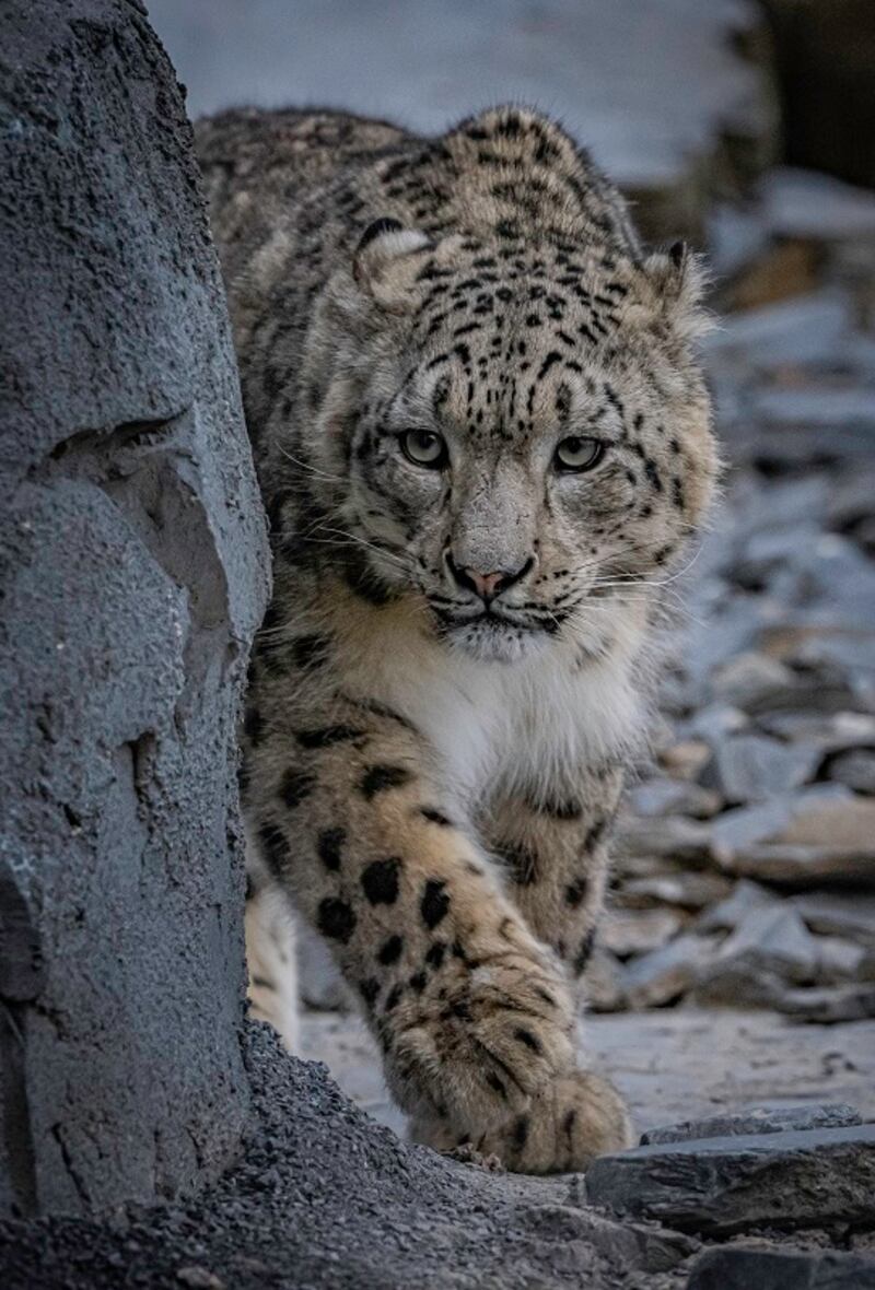 The 18-month-old snow leopards have ‘really hit it off’ according to conservationists at Chester Zoo