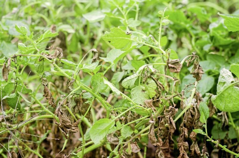 Potato plants with blight 