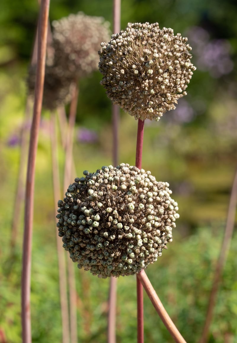 Use dried allium heads for indoor displays