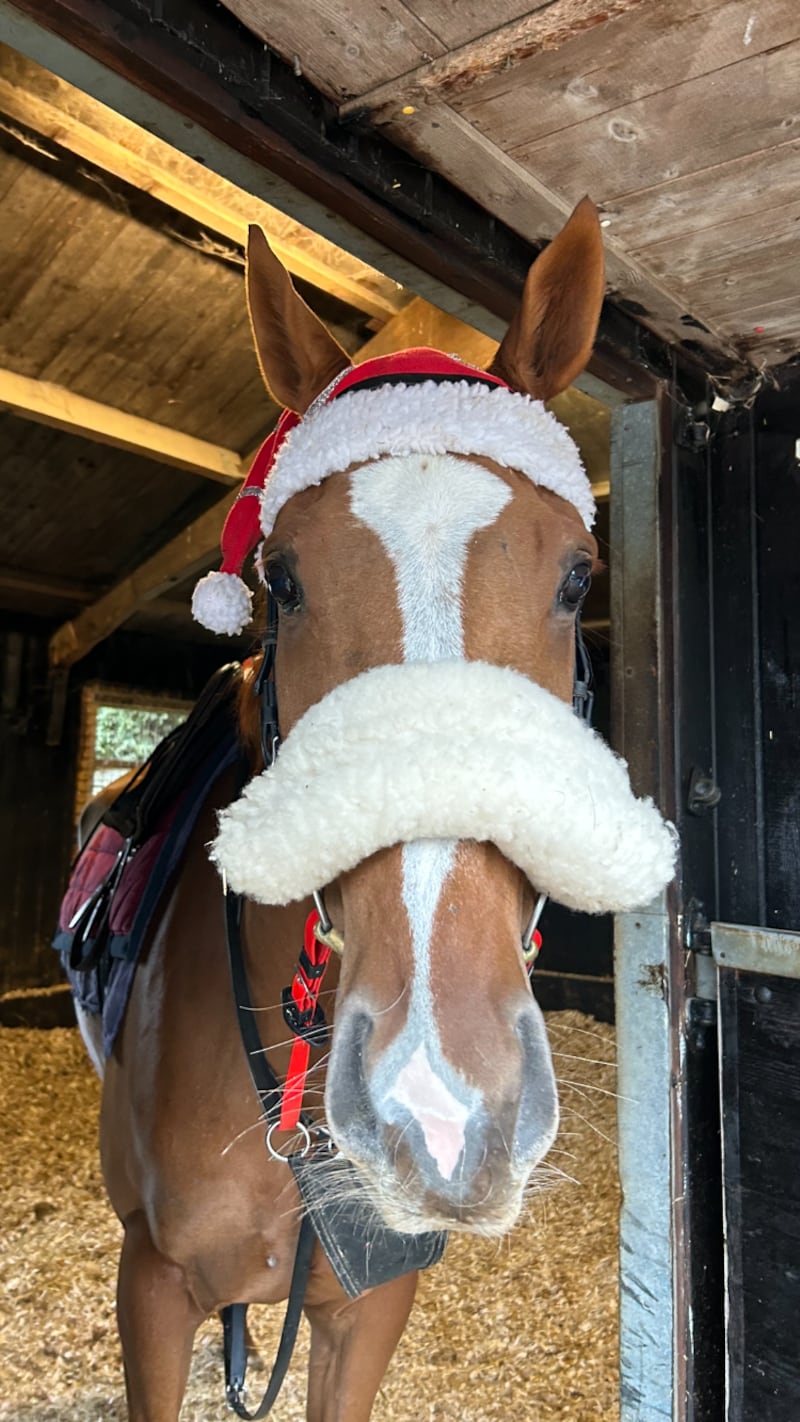 Unlucky race horse Thank You Ma’am has had a Christmas card sent to Queen Camilla on his behalf. Fiona Browne