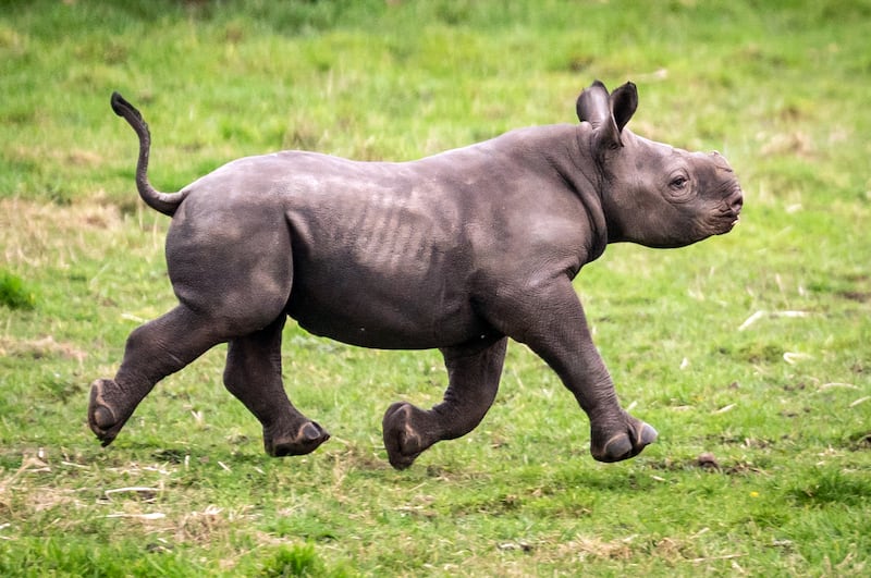 The newborn is now exploring the three acre rhino reserve at the South Yorkshire park .