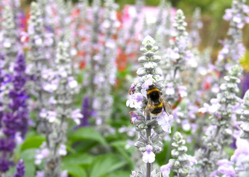 Salvias and other hardier alternatives to traditional bedding plants are increasingly popular